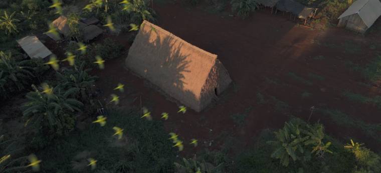 Vista aérea de casa de palha com pássaros verdes voando ao redor