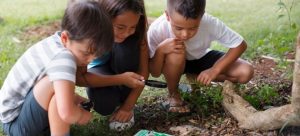 Ilustração do post Educação ambiental em 2025: reportagens, cursos e recursos para inspirar a escola